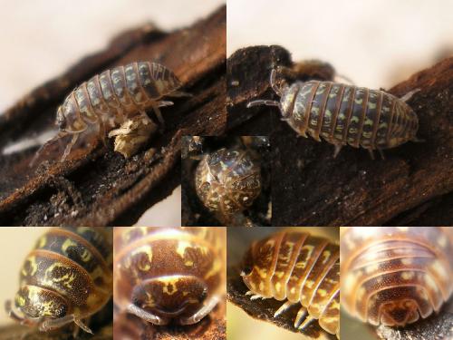 Armadillidium pictum