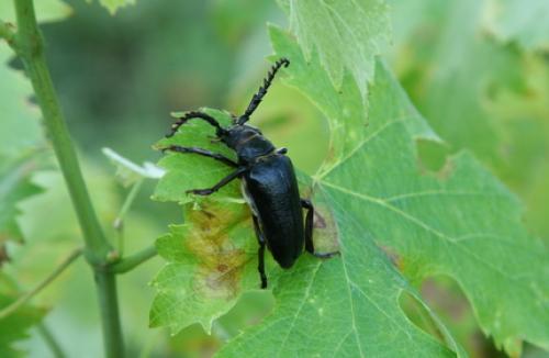 Prionus coriarius