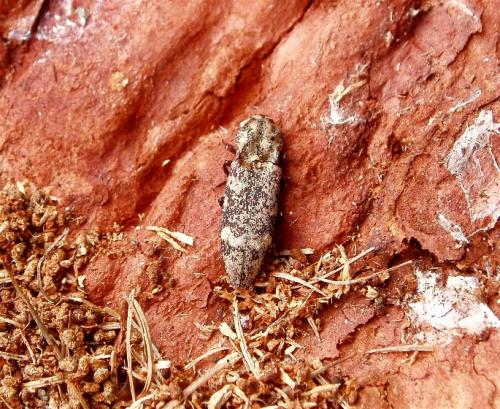 Réf. 36 743 : Danosoma conspersa
