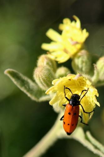 Réf. 36 021 : Mylabris quadripunctata