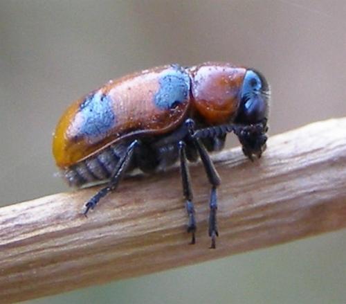 Réf. 36 829 : Coptocephala sp.