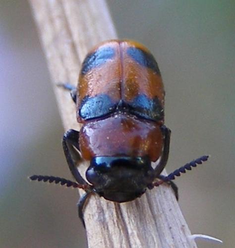 Réf. 36 828 : Coptocephala sp.