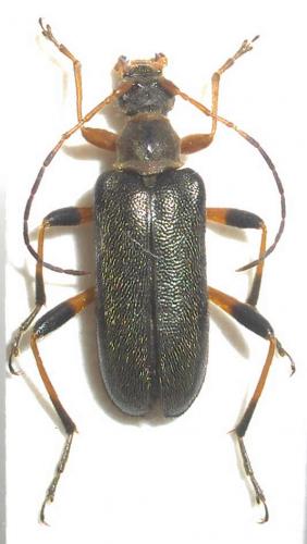 Réf. 36 138 : Cortodera femorata