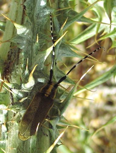 Agapanthia cynarae
