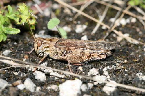 Calliptamus sp.