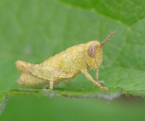 Pezotettix giornae
