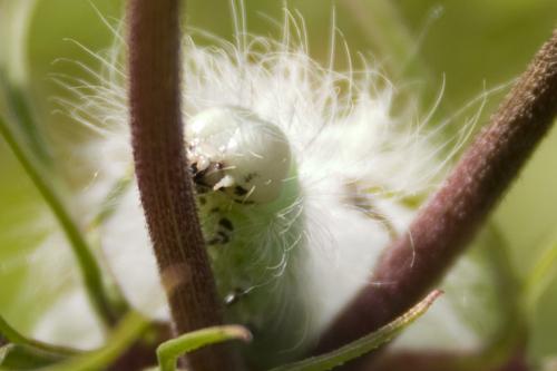 Acronicta leporina