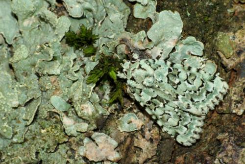 Nyctobrya muralis