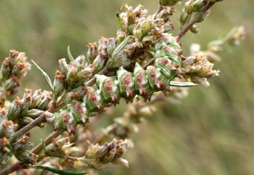 Cucullia artemisiae