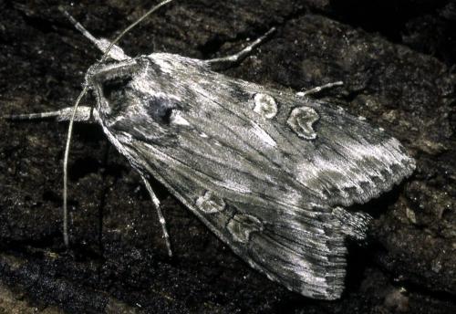 Cucullia artemisiae