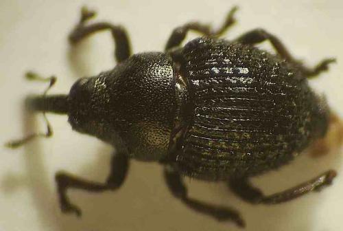 Zacladus exiguus