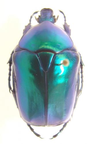 Réf. 36 139 : Cetonischema speciosa cyanichlora
