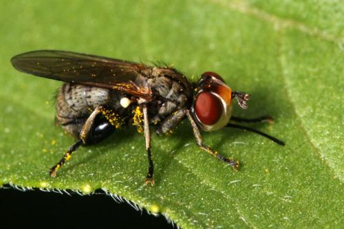 Réf. 36 982 : Zodion cinereum