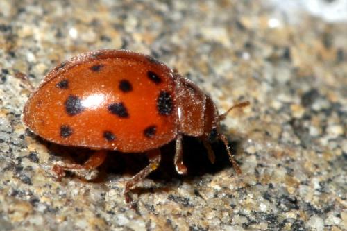 Réf. 36 887 : Subcoccinella vigintiquatuorpunctata