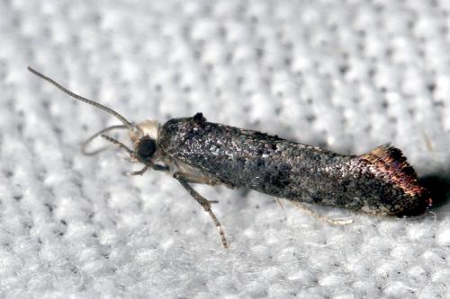 Réf. 36 922 : Swammerdamia pyrella