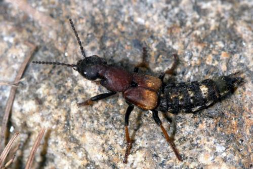 Dinothenarus fossor