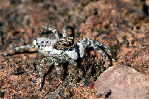 Menemerus semilimbatus