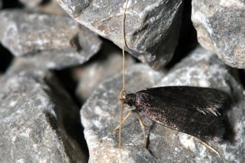 Homaloxestis briantiella