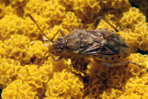 Stictopleurus sp.