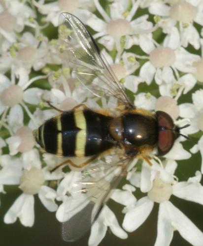 Réf. 36 909 : Dasysyrphus tricinctus