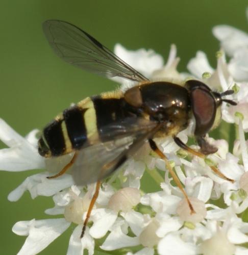 Réf. 36 910 : Dasysyrphus tricinctus