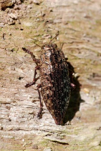 Dicerca alni