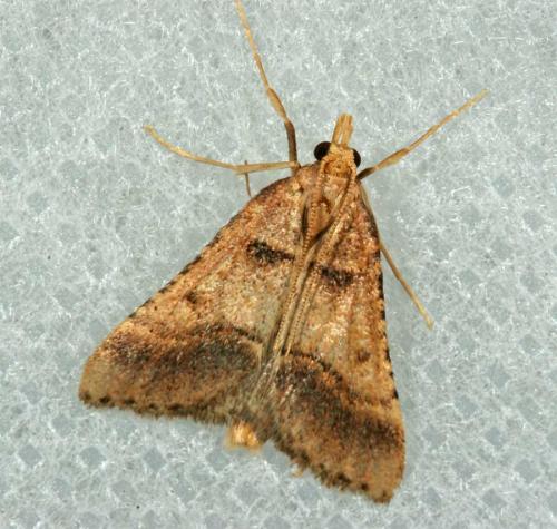 Réf. 36 953 : Stemmatophora brunnealis