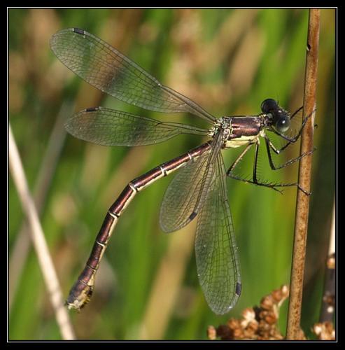 Lestes dryas