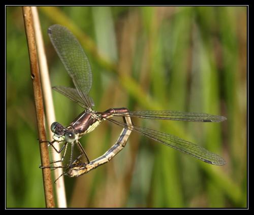 Lestes dryas
