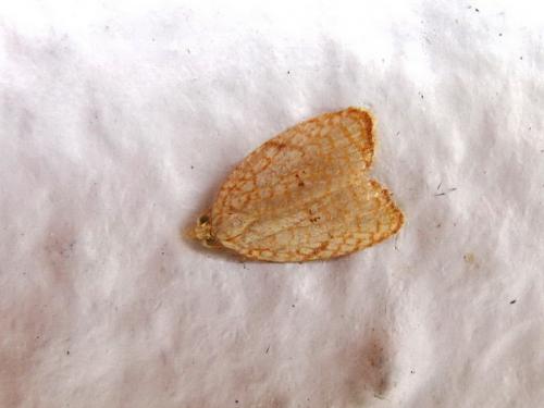 Réf. 36 175 : Acleris forsskaleana