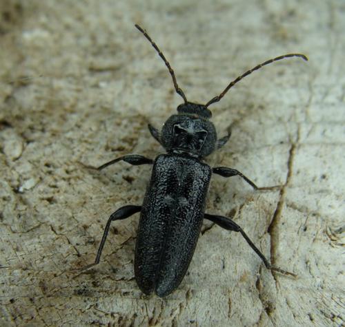 Réf. 36 067 : Hylotrupes bajulus