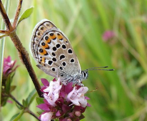 Réf. 36 275 : Plebejus argus