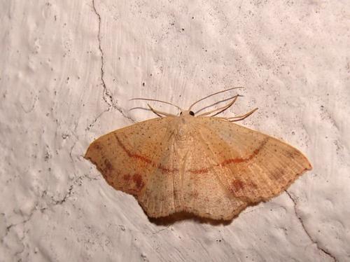 Réf. 36 350 : Cyclophora punctaria