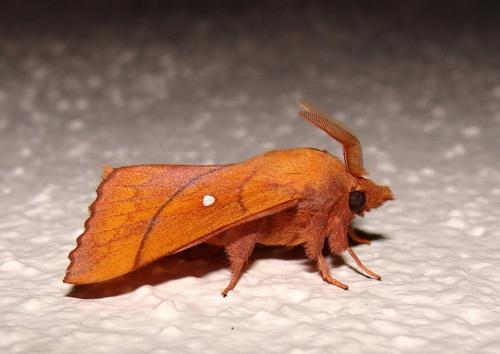 Odonestis pruni