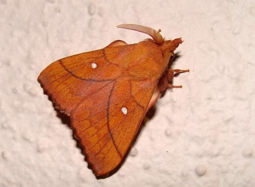 Odonestis pruni