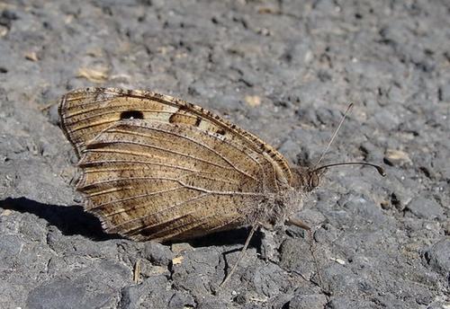 Chazara briseis