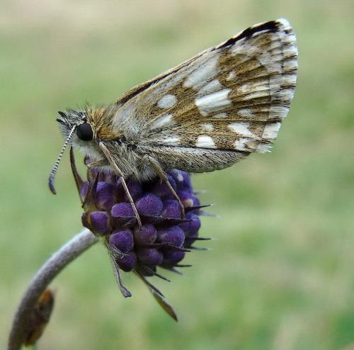 Réf. 36 540 : Pyrgus sp.