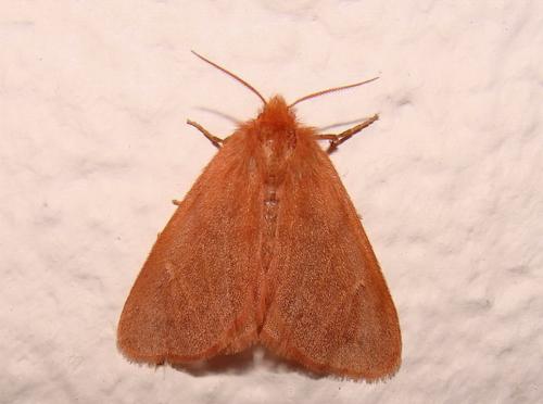 Réf. 36 823 : Ocneria rubea