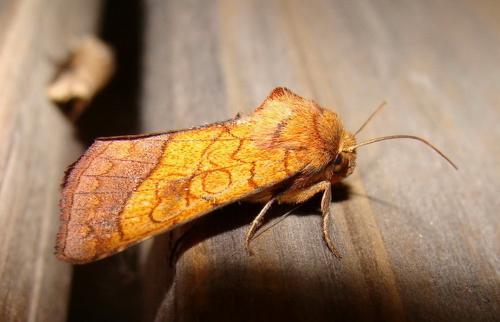 Réf. 36 839 : Pyrrhia umbra