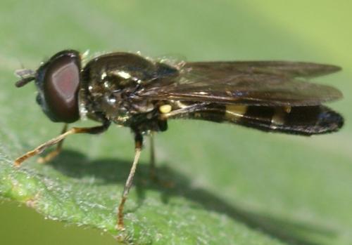 Pyrophaena rosarum