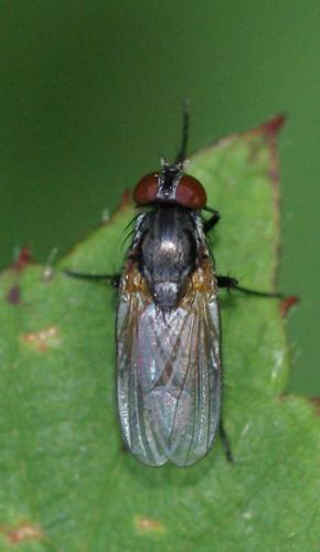 Fannia fuscula