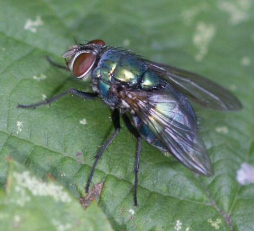 Réf. 36 878 : Lucilia ampullacea