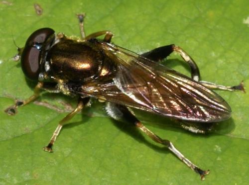Réf. 36 745 : Xylota segnis