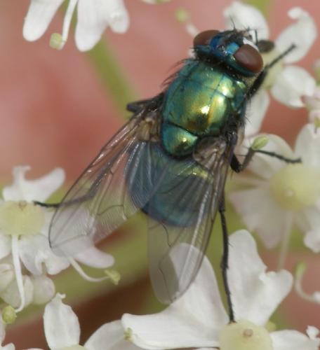 Réf. 36 876 : Neomyia viridescens