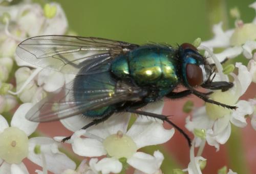 Réf. 36 877 : Neomyia viridescens
