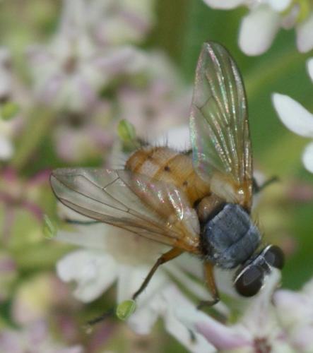 Subclytia rotundiventris