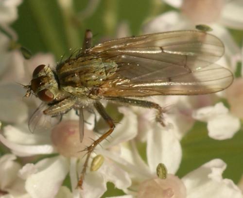 Scathophaga stercoraria