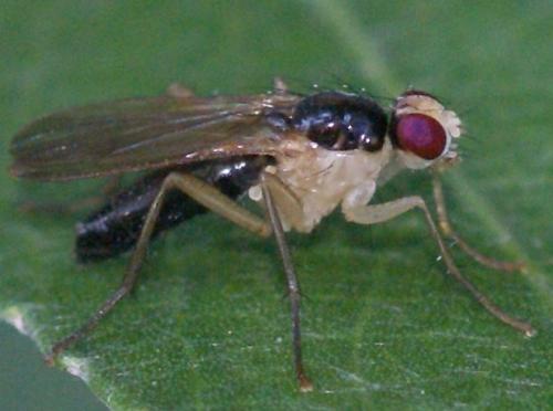 Cordilura albipes