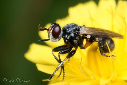 Réf. 36 673 : Thecophora atra