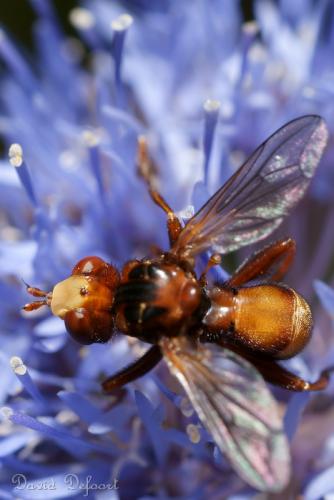 Réf. 36 712 : Sicus sp.
